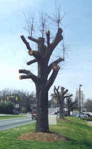 Pruned Tree
