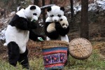 Scientists in giant panda suits attend to the needs of a cub. Perhaps Pres. Obama can borrow their costumes as he shills for his Stimulus II menu of handouts.