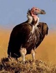 Vulture A Vulture Capitalist