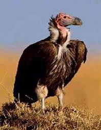 Vulture A Vulture Capitalist