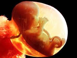 Baby In Womb Fetus in Womb